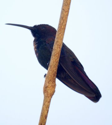 Jamaican Mango Hummingbird