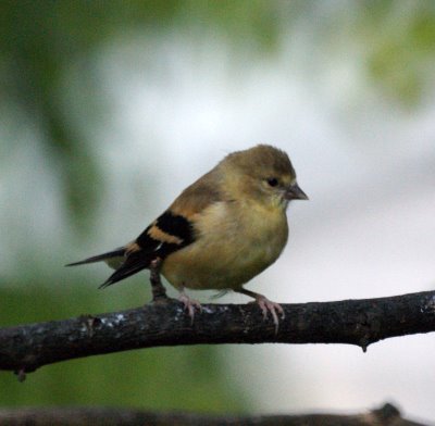 Baby Goldfinch