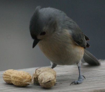 Tufted Titmouse