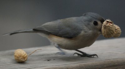 Tufted Titmouse with a peanut