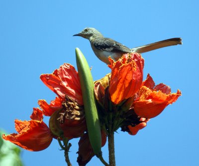 Northern Mockingbird