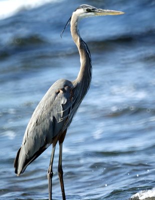 great blue heron