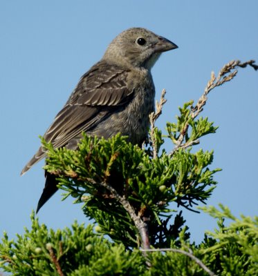 Female Grosbeak