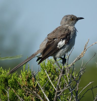 Mockingbird