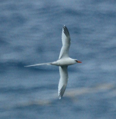 White-tailed tropicbird