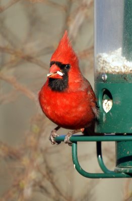 Northern Cardinal 