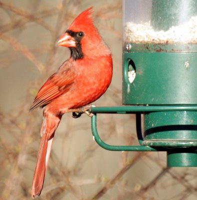 Northern Cardinal 