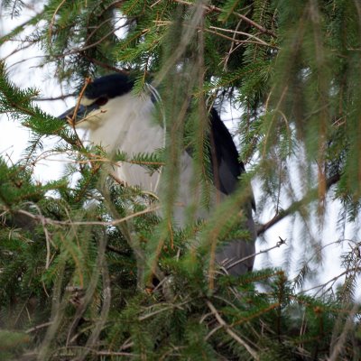  Black-crowned Night Heron, 