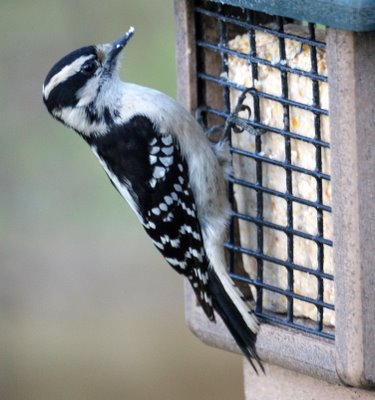 Downy Woodpecker