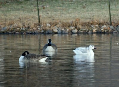 Snow Goose