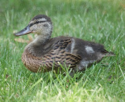 baby duck