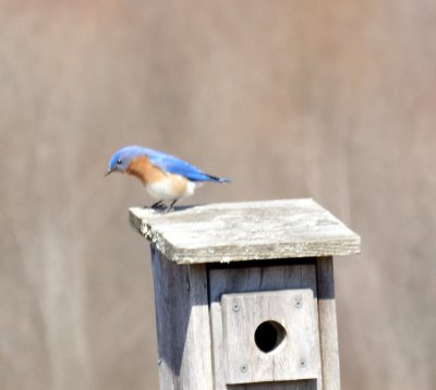 Eastern Bluebird