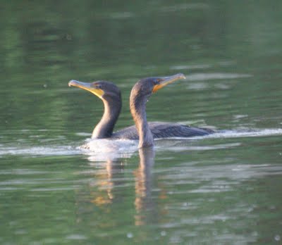 Cormorants 