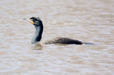 Double-crested Cormorant