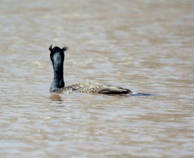 Double-crested Cormorant