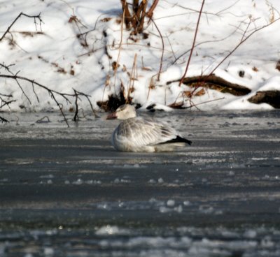 Snow Goose