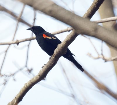  Red Winged Blackbird