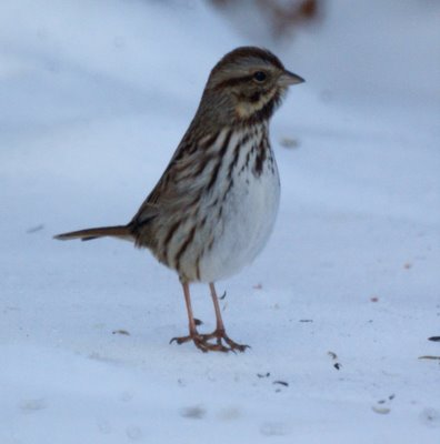 Song Sparrow