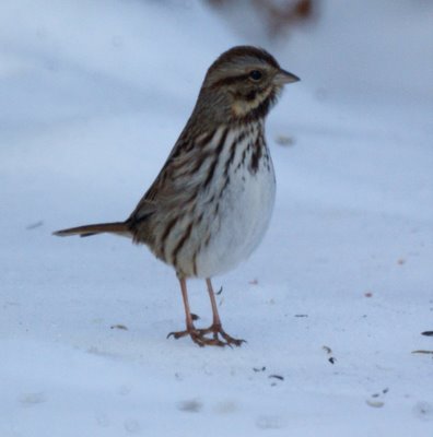 Song Sparrow