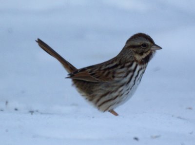 Song Sparrow