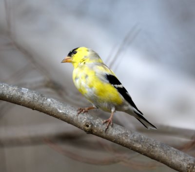 American Goldfinch