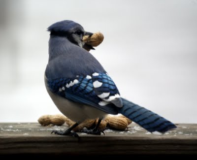 Blue Jay