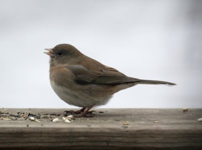 Junco