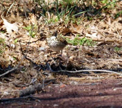 Ovenbird