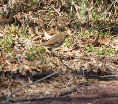 Ovenbird