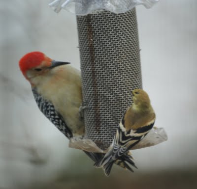 Red Bellied Woodpecker