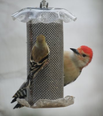 Red Bellied Woodpecker