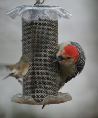 Red Bellied Woodpecker