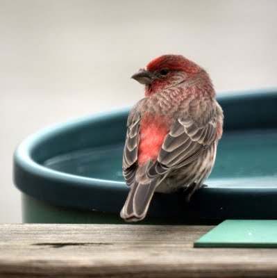 House Finch