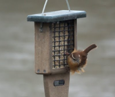 Carolina Wren