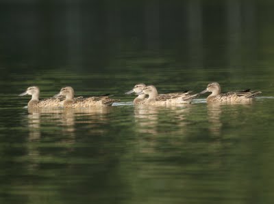 Green-winged Teals