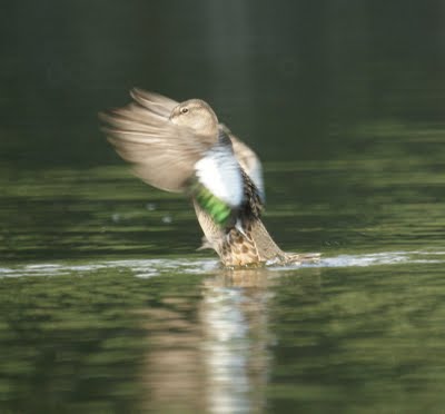  Green-winged Teal