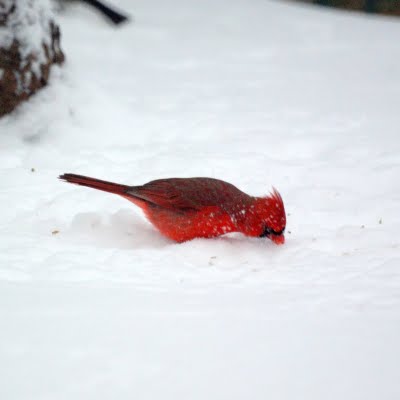 Northern Cardinal