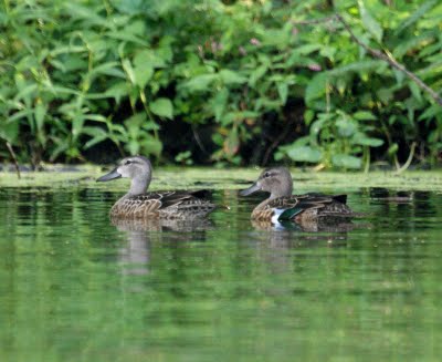  Green-winged Teals