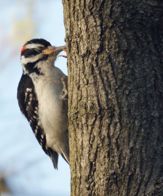 Hairy Woodpecker