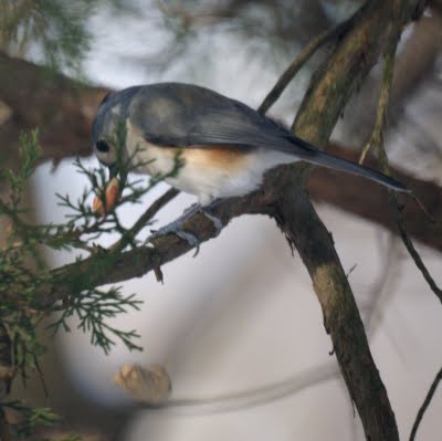 Tufted Titmouse