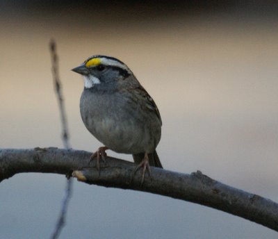 White-throated Sparrow