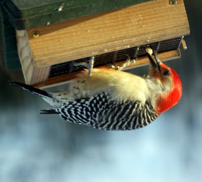 Red Bellied Woodpecker