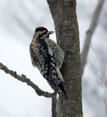 Sapsucker