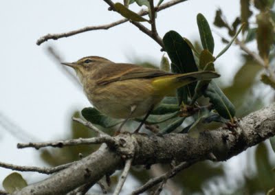 Palm warbler