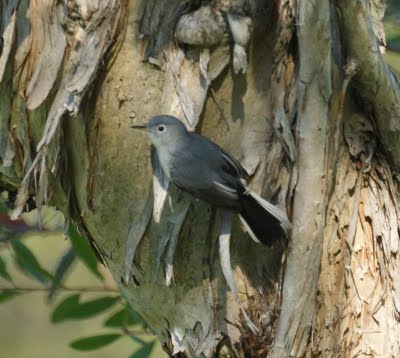 Blue-grey gnatcatcher