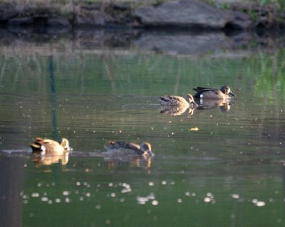 Blue-Winged Teals