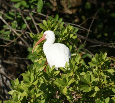 Ibis