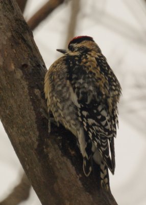 Yellow Bellied Sapsucker