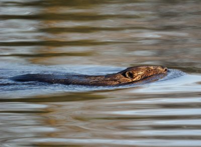 Beaver 