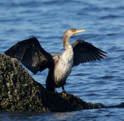 Cormorant